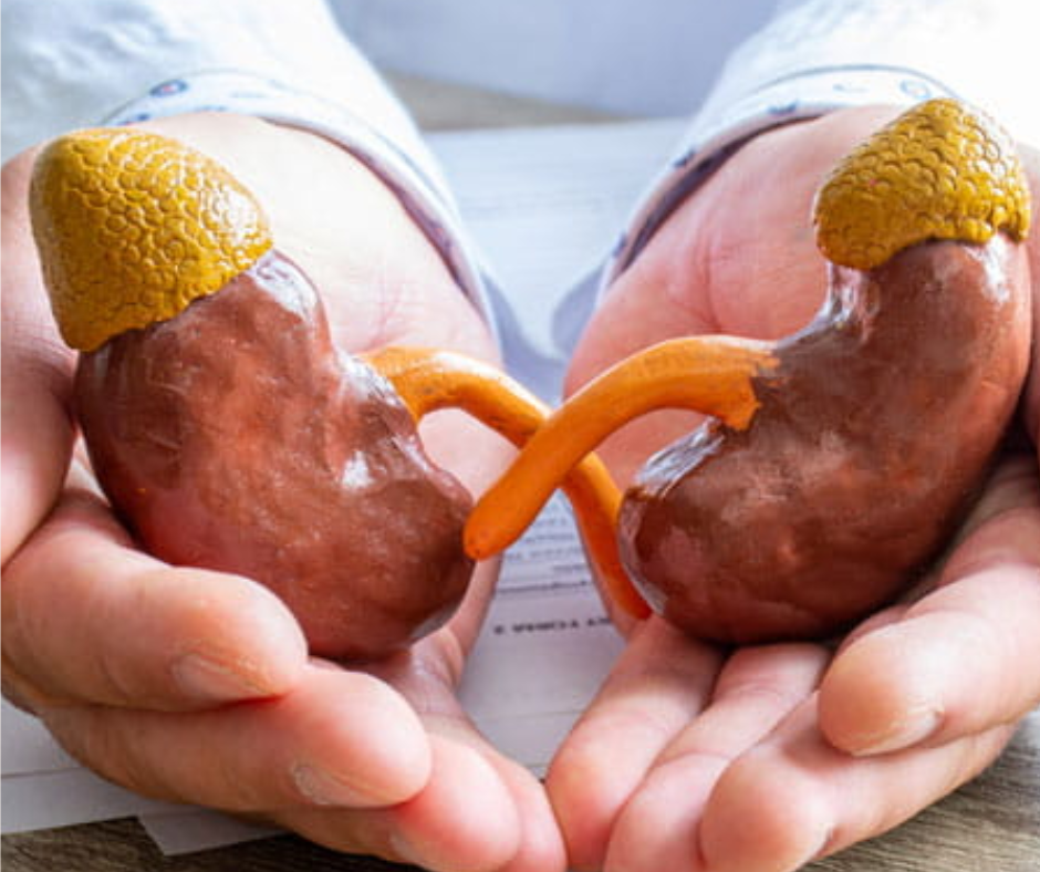Nephrologist